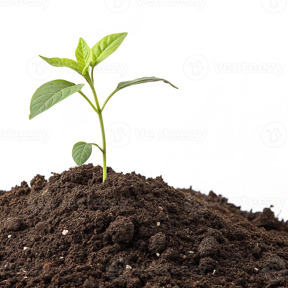 Green Plant Sprout Emerging from Soil on White Background Photorealistic Growth Concept photo