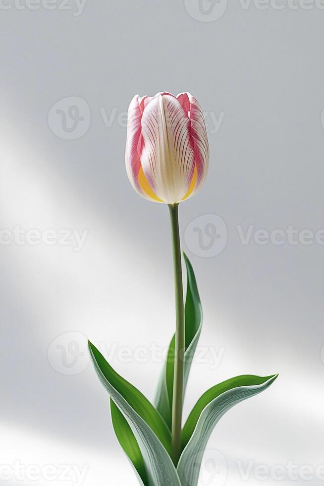 Single White and Peach Tulip on Light Background Minimalist Floral Close up for Spring, Nature, and Elegance Concepts photo