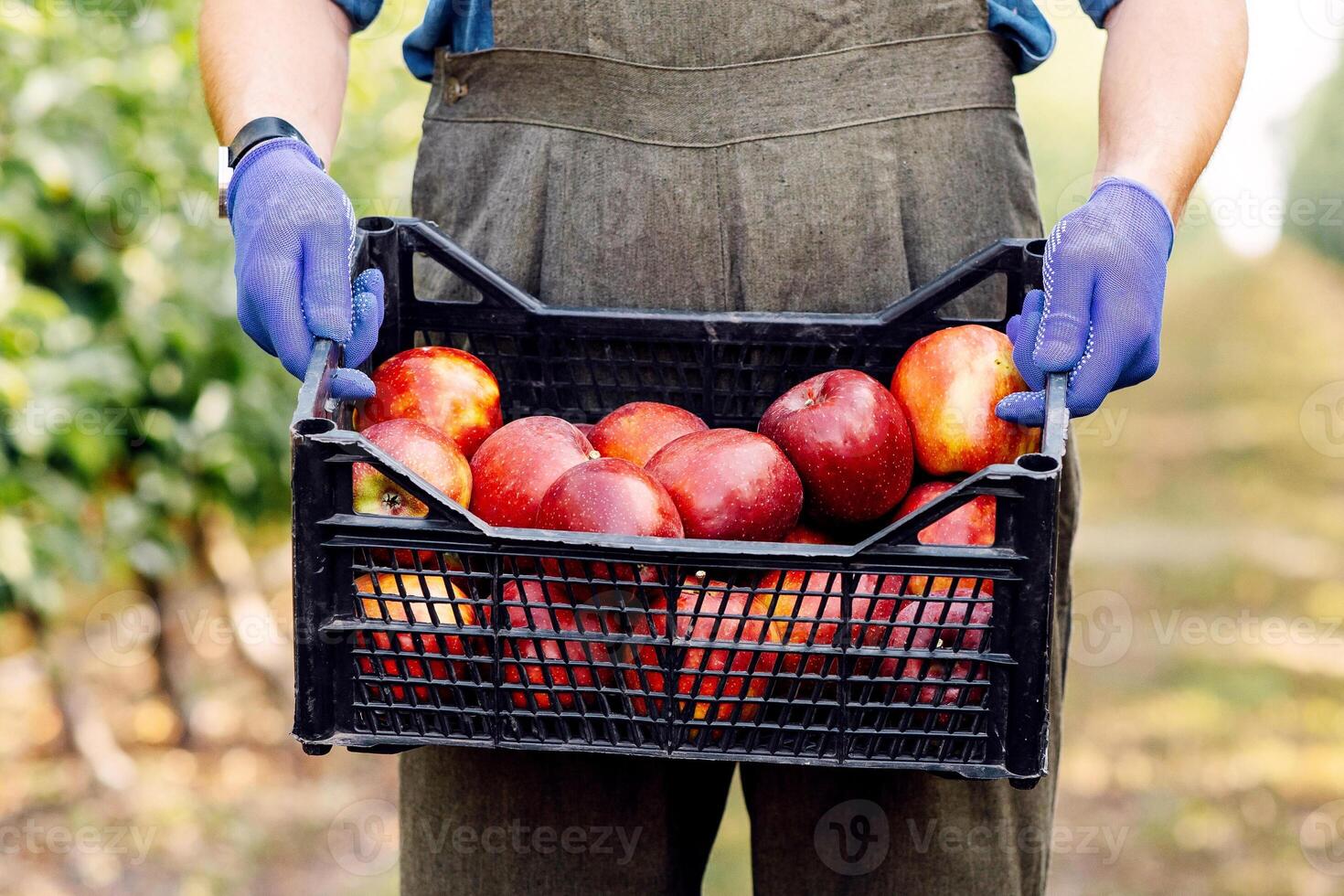 Great fruit harvest in summer and autumn season, work on eco farm and small business. Millennial man gardener, farmer in apron and gloves carries red big shiny ripe apples in box in garden, cropped photo