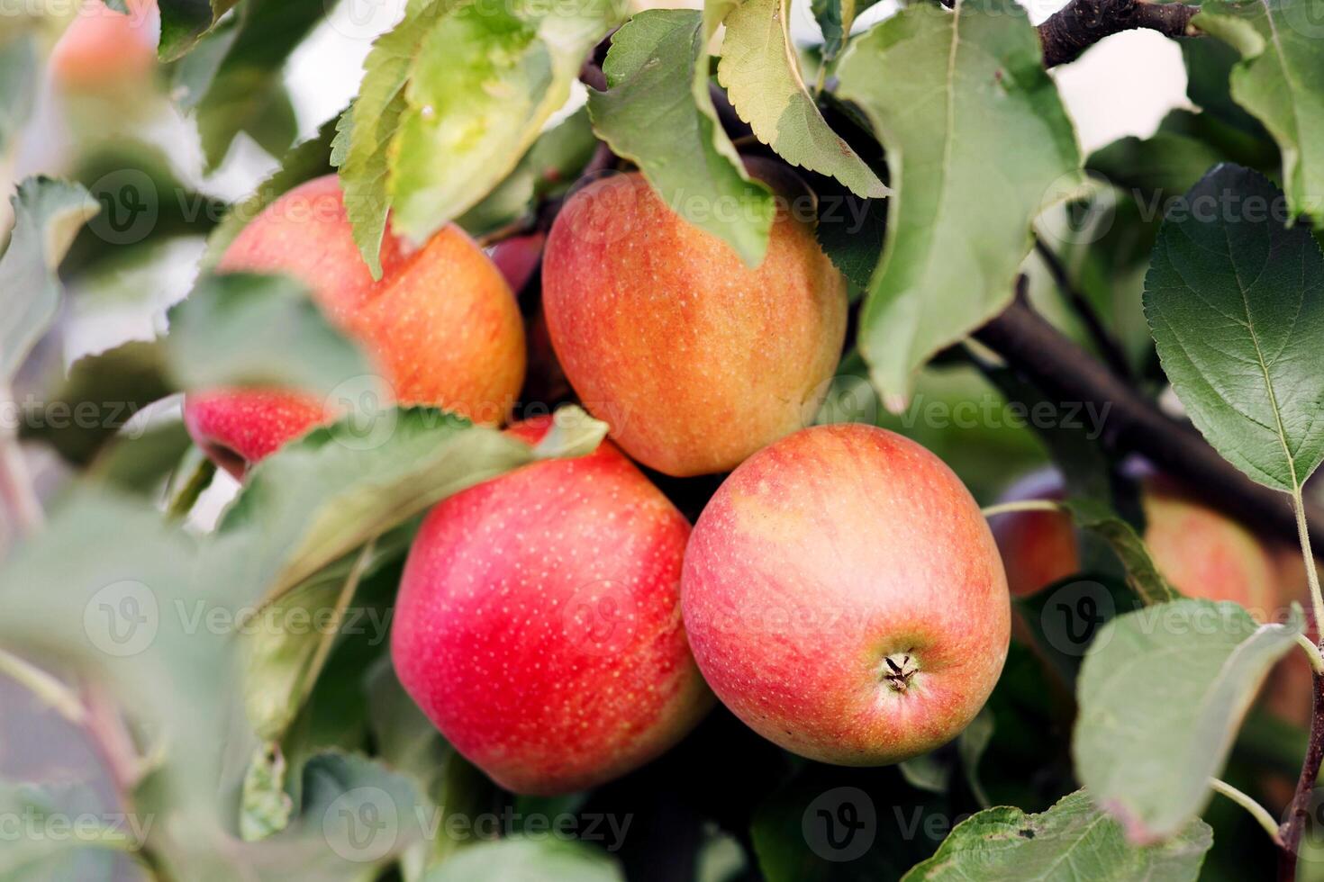 Red apples hanging from tree branches at sunny day and great harvest. Eco agriculture for business, trade and industry in organic garden. Fruits and green leaves on plantation on farm, outdoor photo