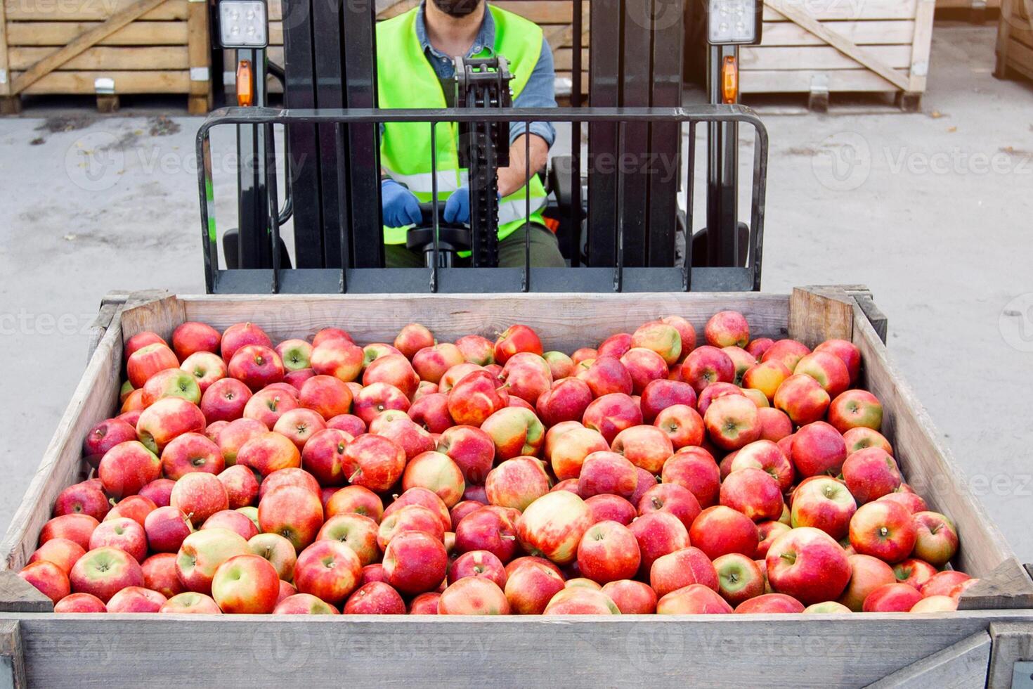Modern production and industry, work at storage and sale of organic fruits. Adult bearded man in hard hat drives forklift truck, lifts up red, ripe, eco apples, on many wooden crates background photo
