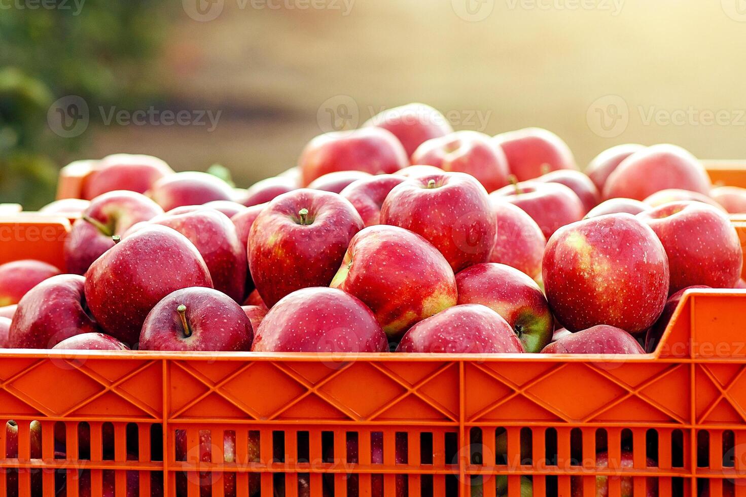 Rustic style, farm work and great harvest of eco organic fruits. Industry and business. Box with delicious fresh red apples on plantation on with walkway in sun flare, outdoor, copy space, nobody photo