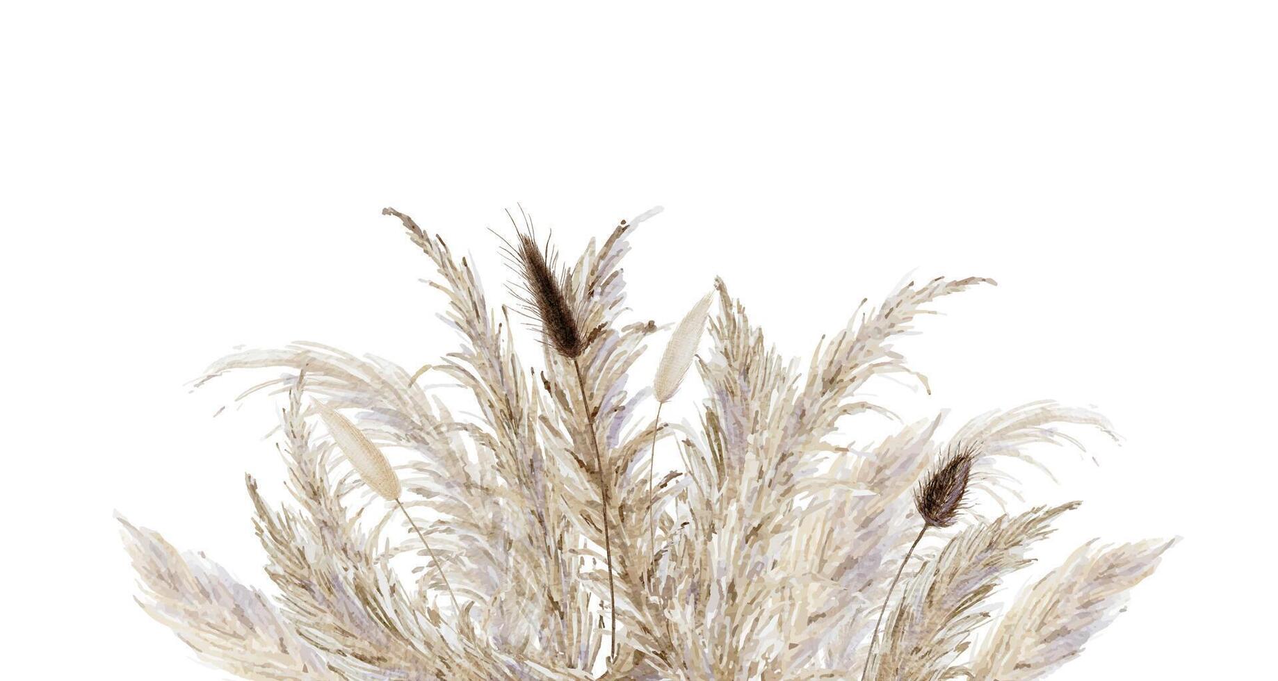 Pampas grass and bunny tails background, bohemian dried floral border vector