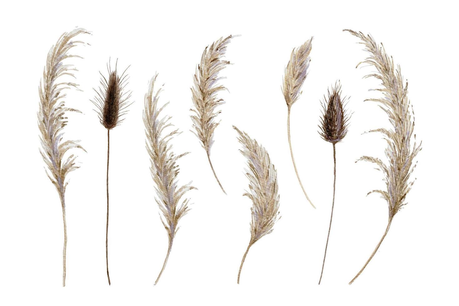 Watercolor Dried Pampas Grass and Bunny Tails vector