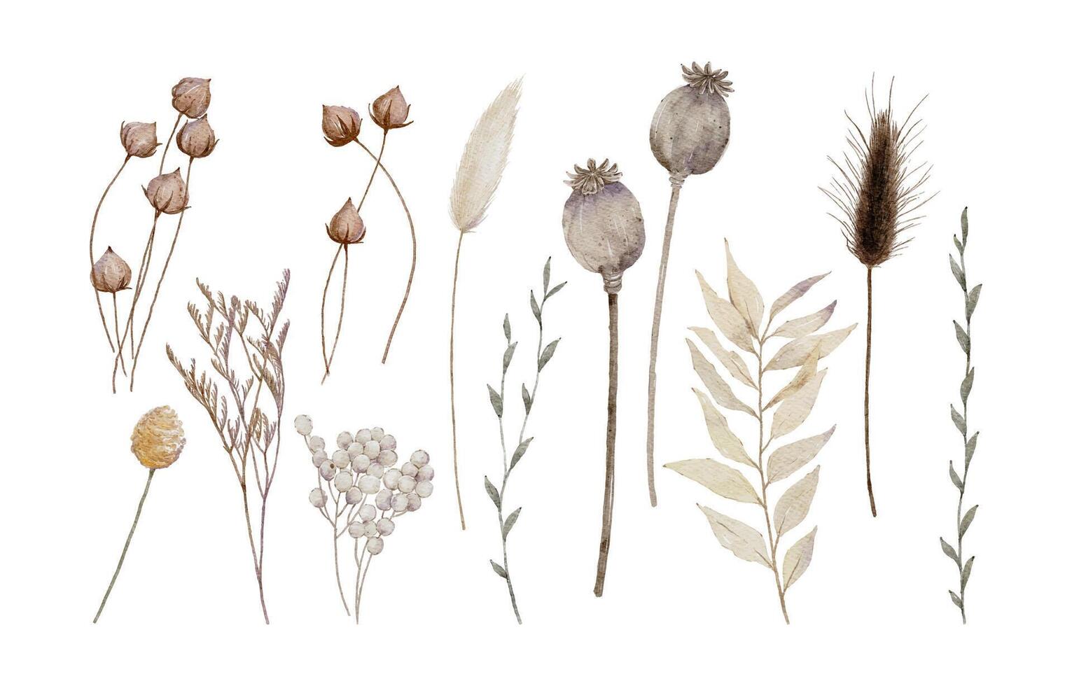 Watercolor Dried Floral Elements with poppy pods, bunny tail grass, and dried leaves vector