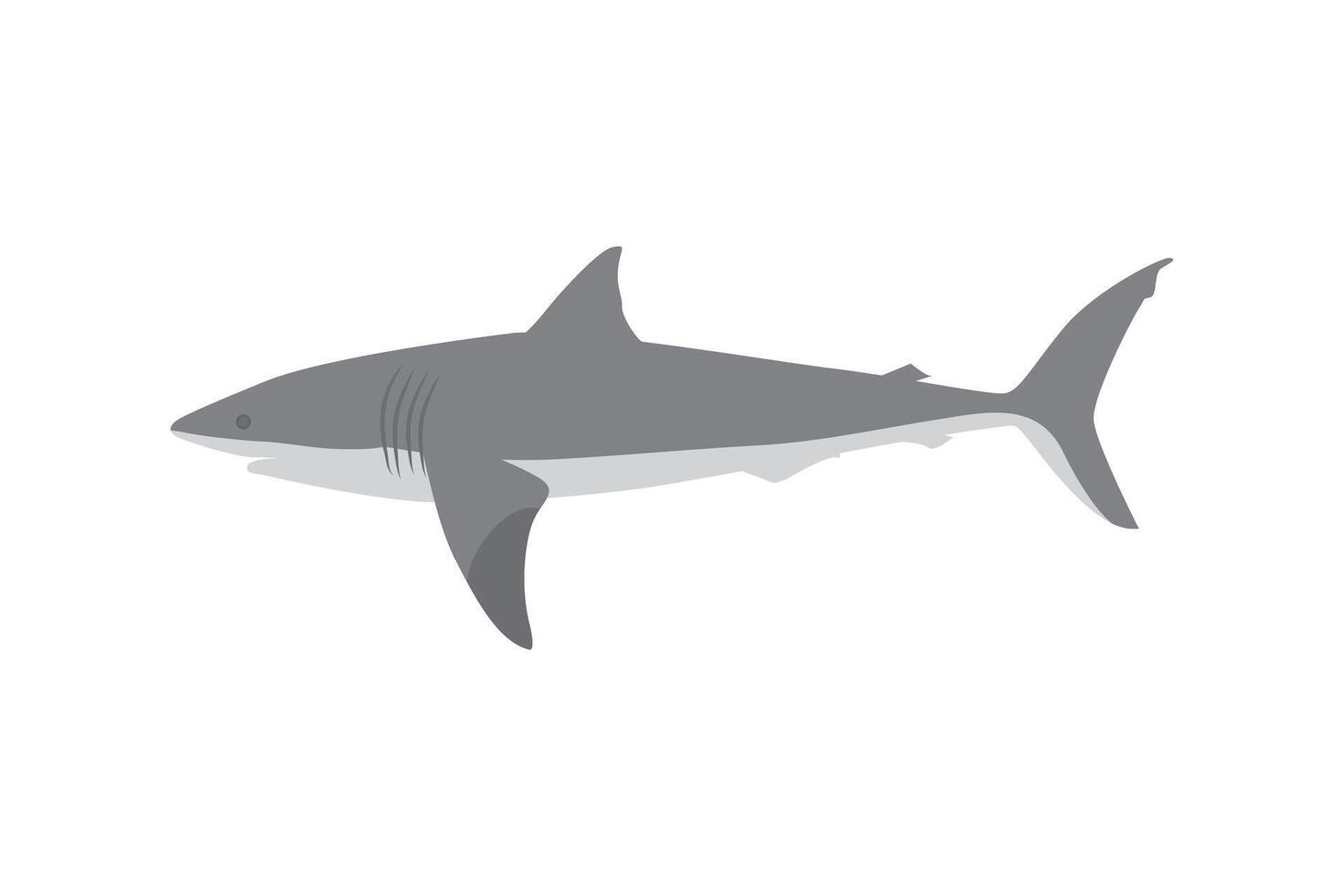 Illustration of a shark vector