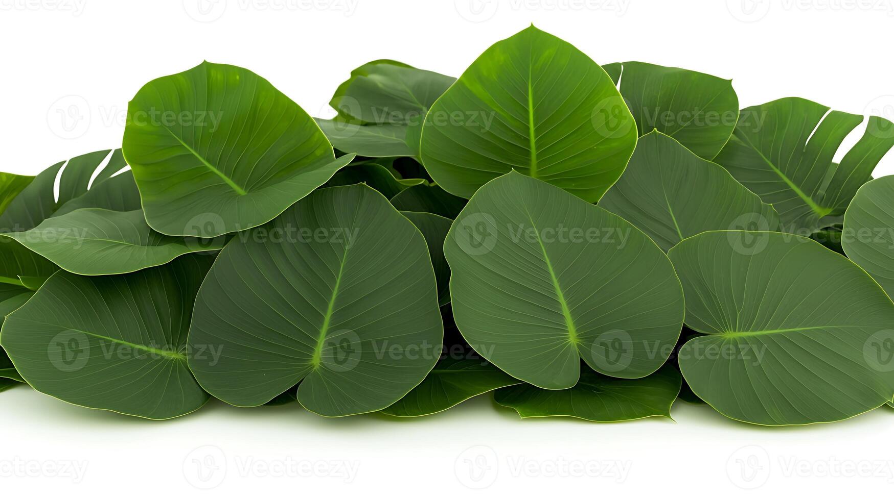 A vibrant pile of lush green leaves arranged artistically, showcasing natural beauty and texture photo