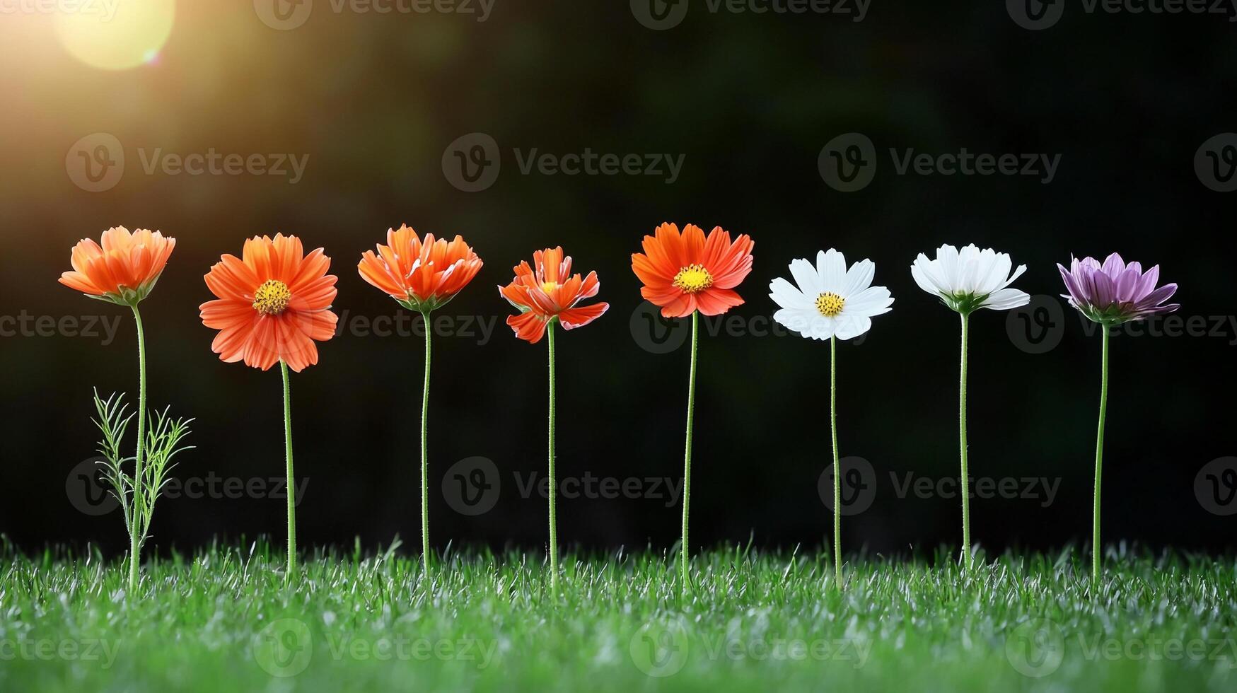 A vibrant row of blooming flowers in various colors against a blurred green background photo