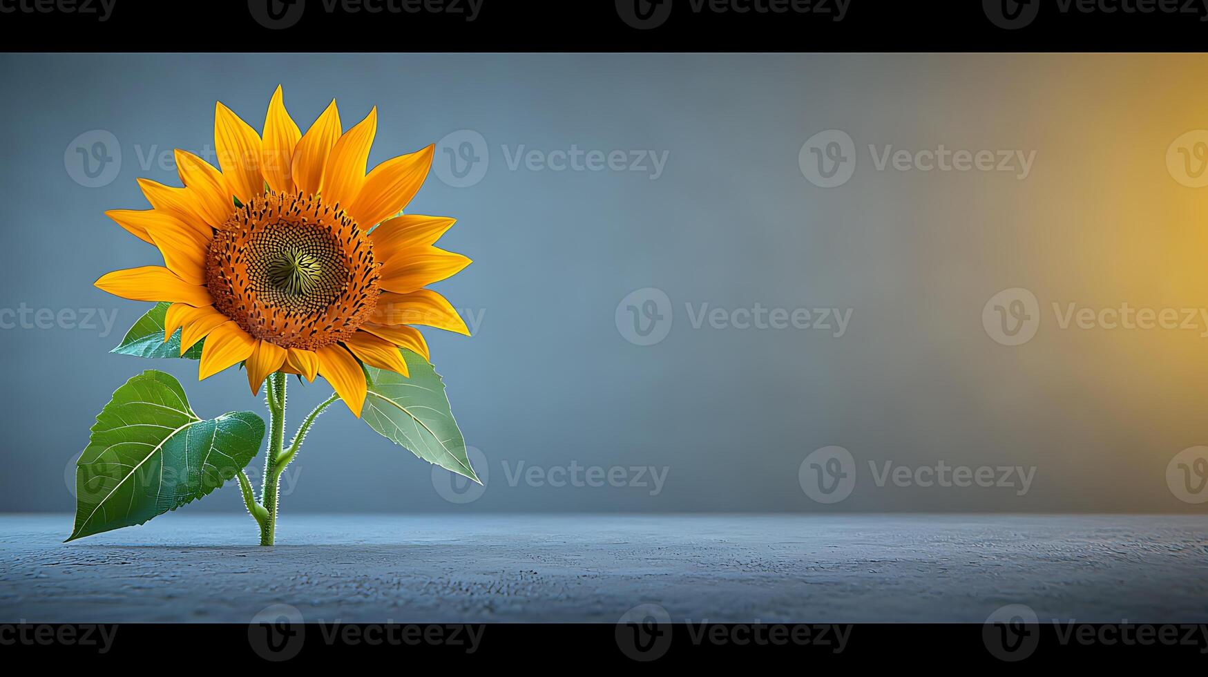 Bright sunflower standing alone on a textured surface with a soft gradient background photo