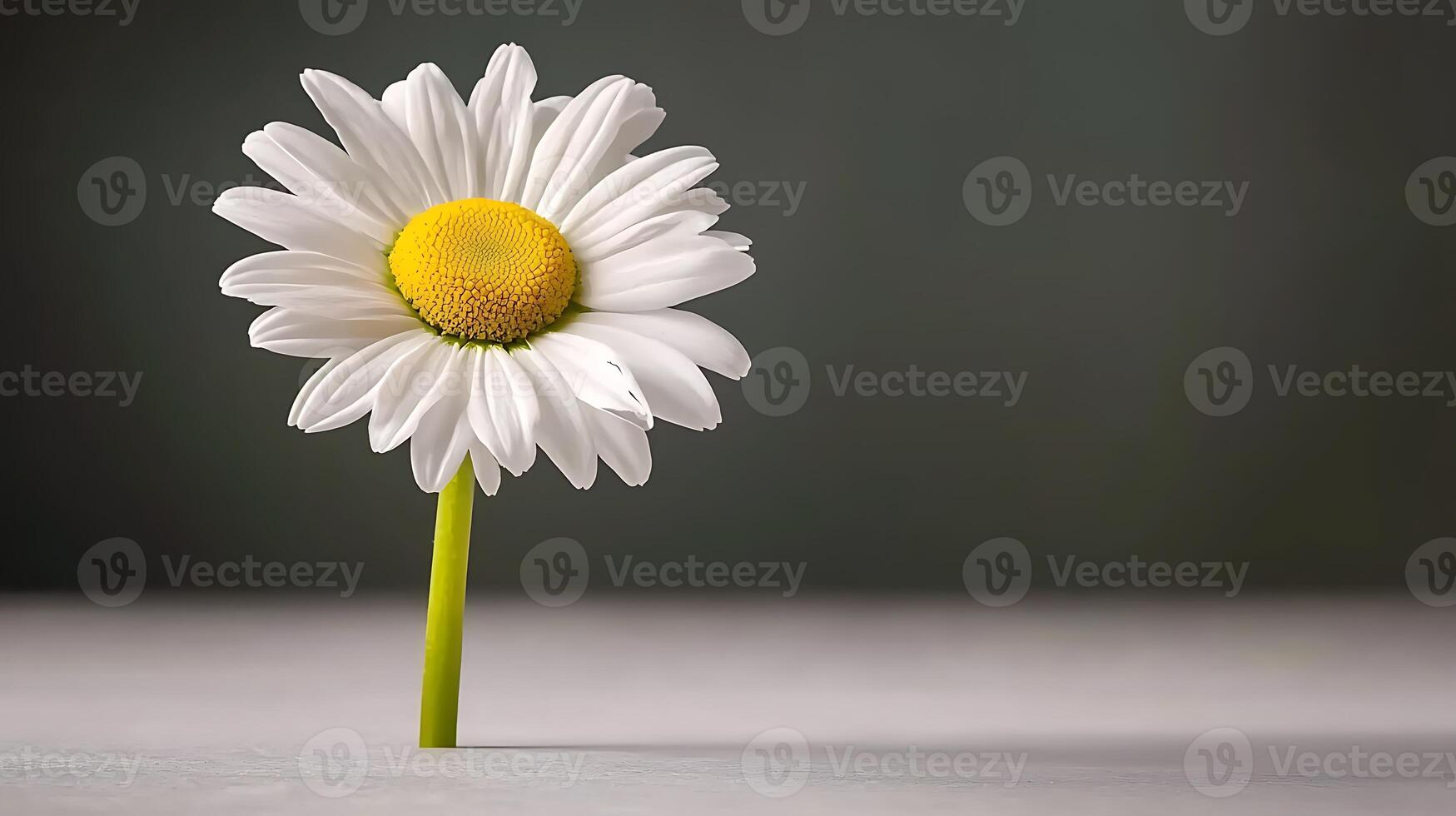 Close-up of a single daisy flower standing on a textured surface with a blurred background photo
