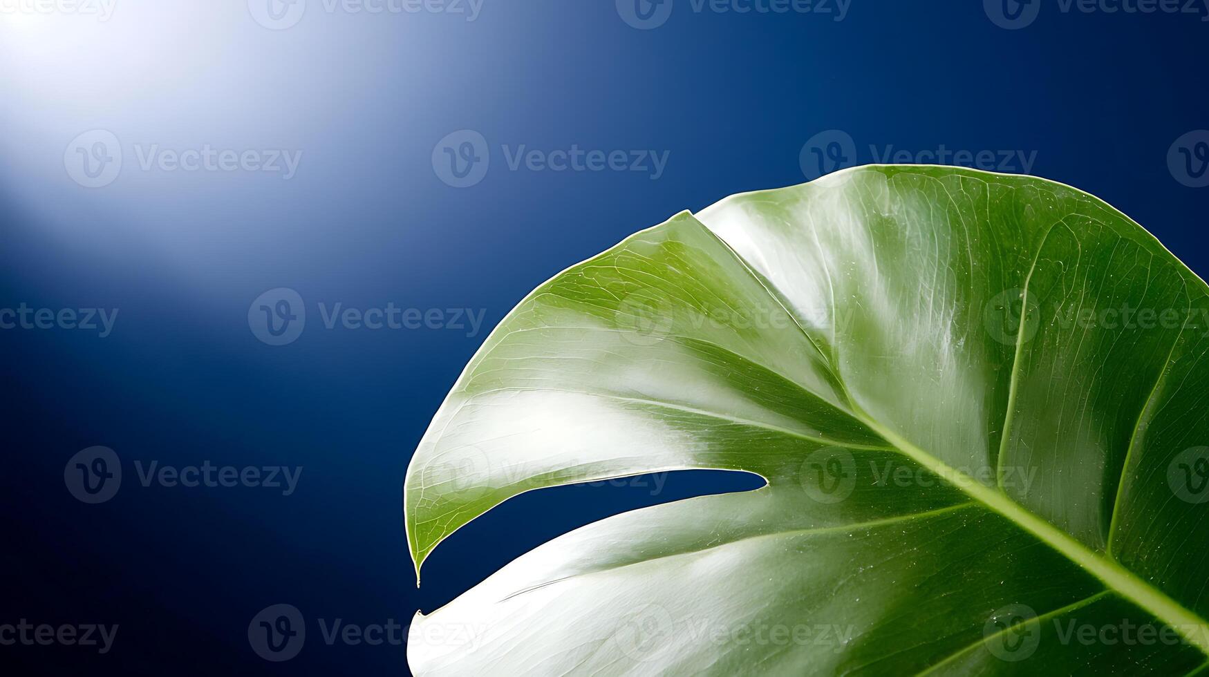 Close-up of a vibrant green Monstera leaf against a soft blue background with light photo