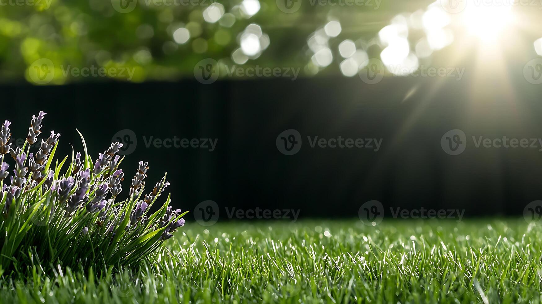 Close-up of blooming lavender in a sunlit garden with lush green grass and soft bokeh background photo