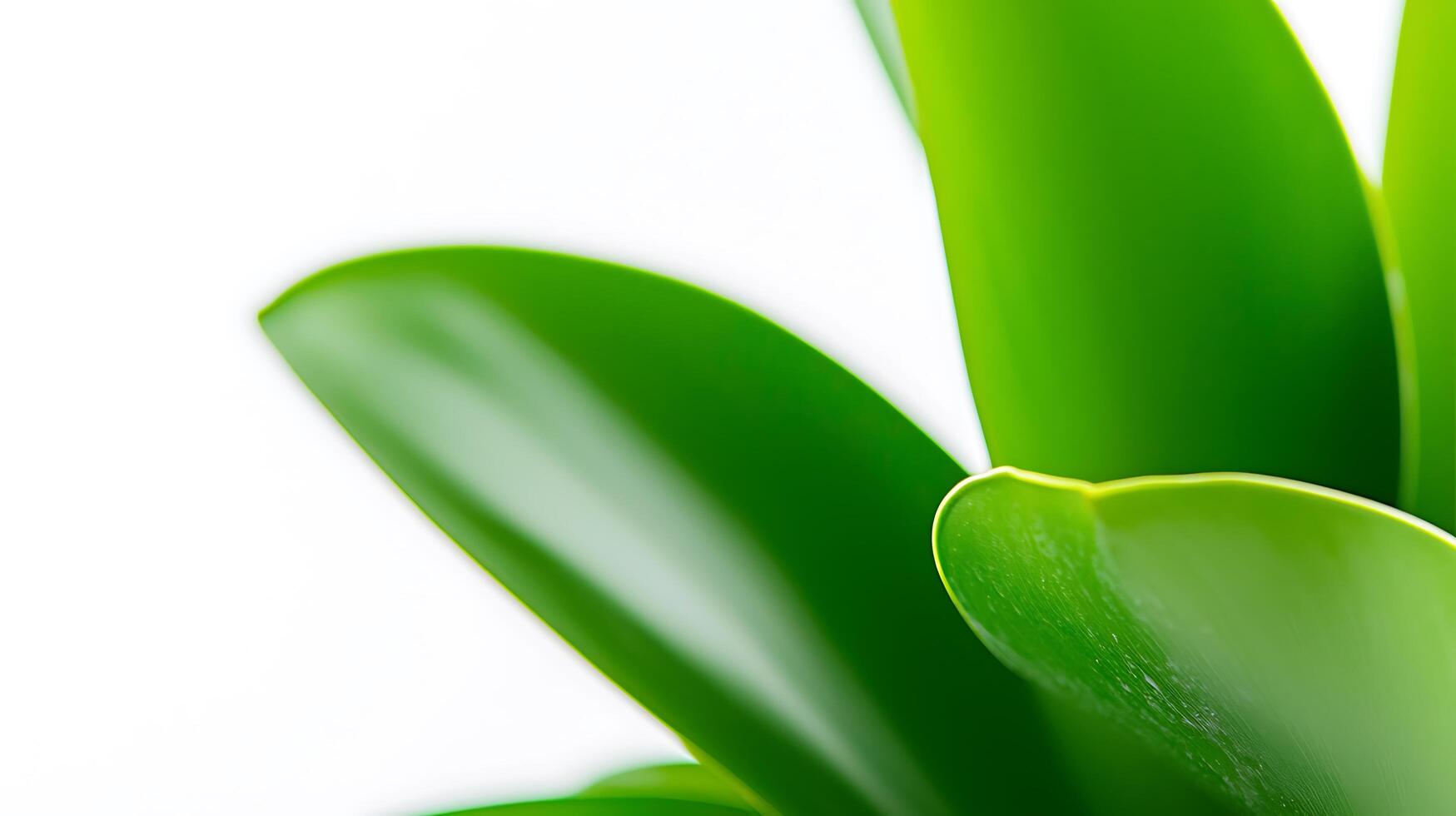 Close-up of vibrant green orchid leaves against a white background, showcasing natural beauty photo