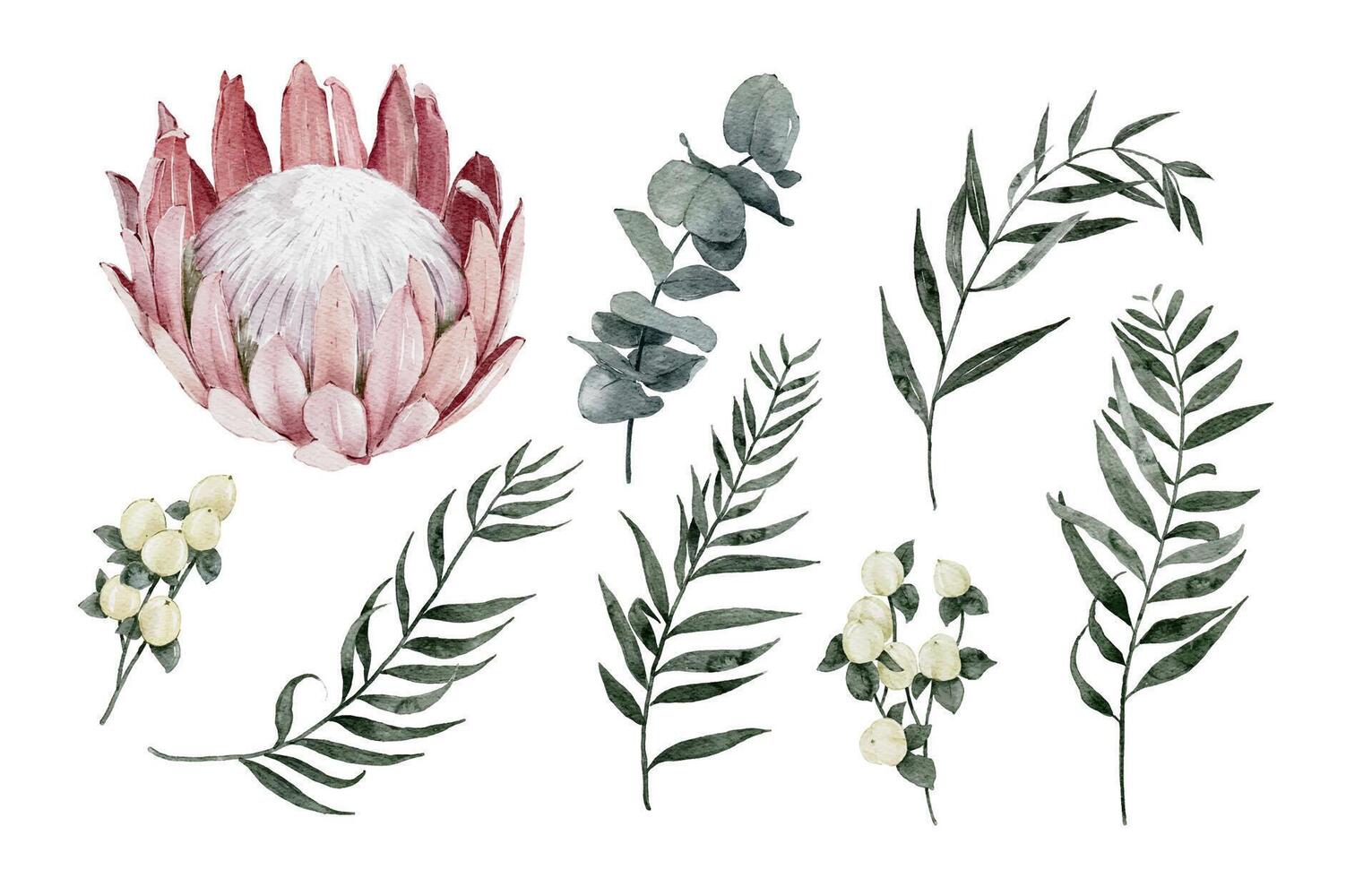 Watercolor Protea Flower, Eucalyptus, Hypericum Berries and Pepper Tree Leaves Elements Isolated on White Background vector