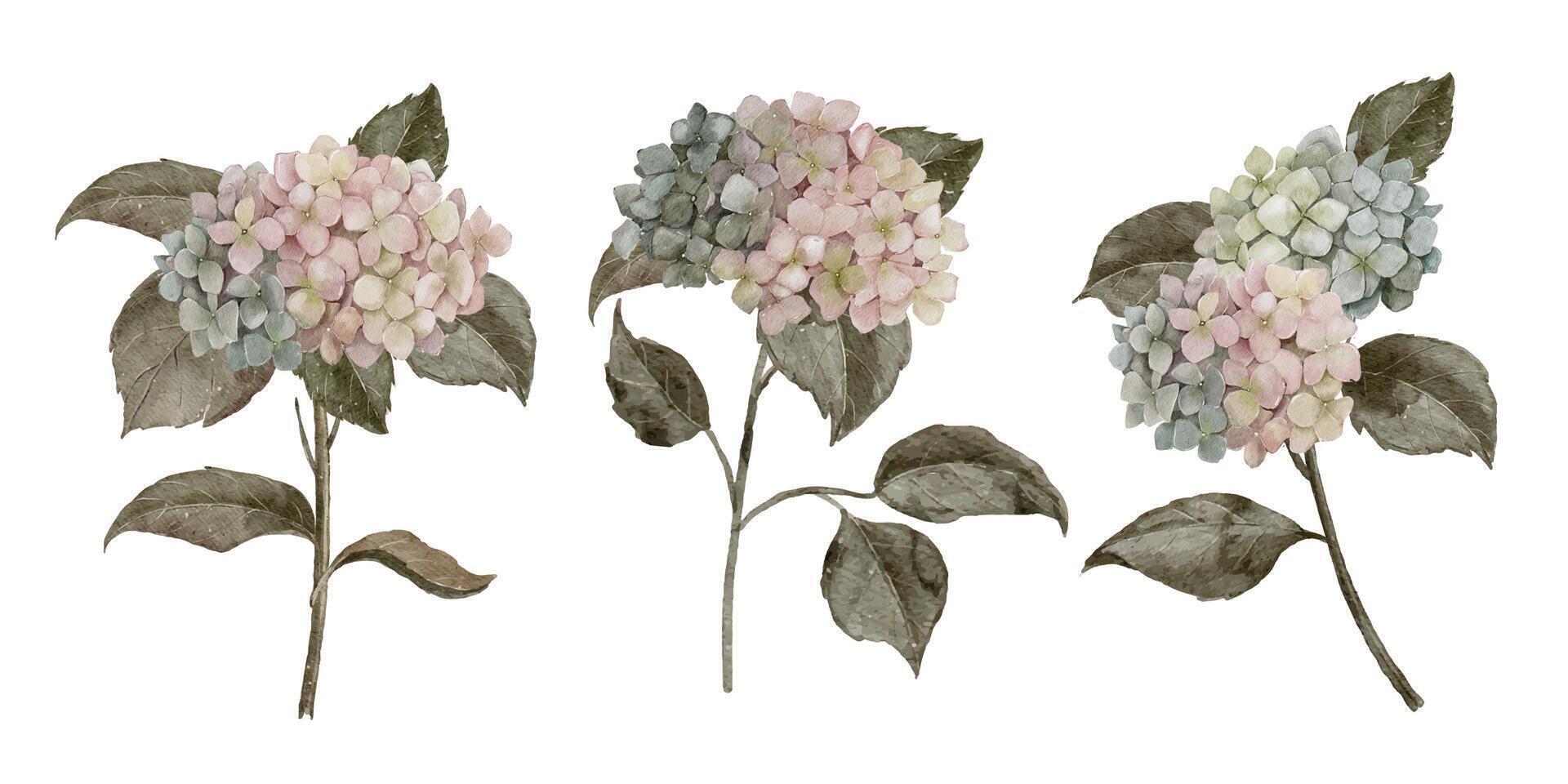 Watercolor Hydrangea Flower Collection vector