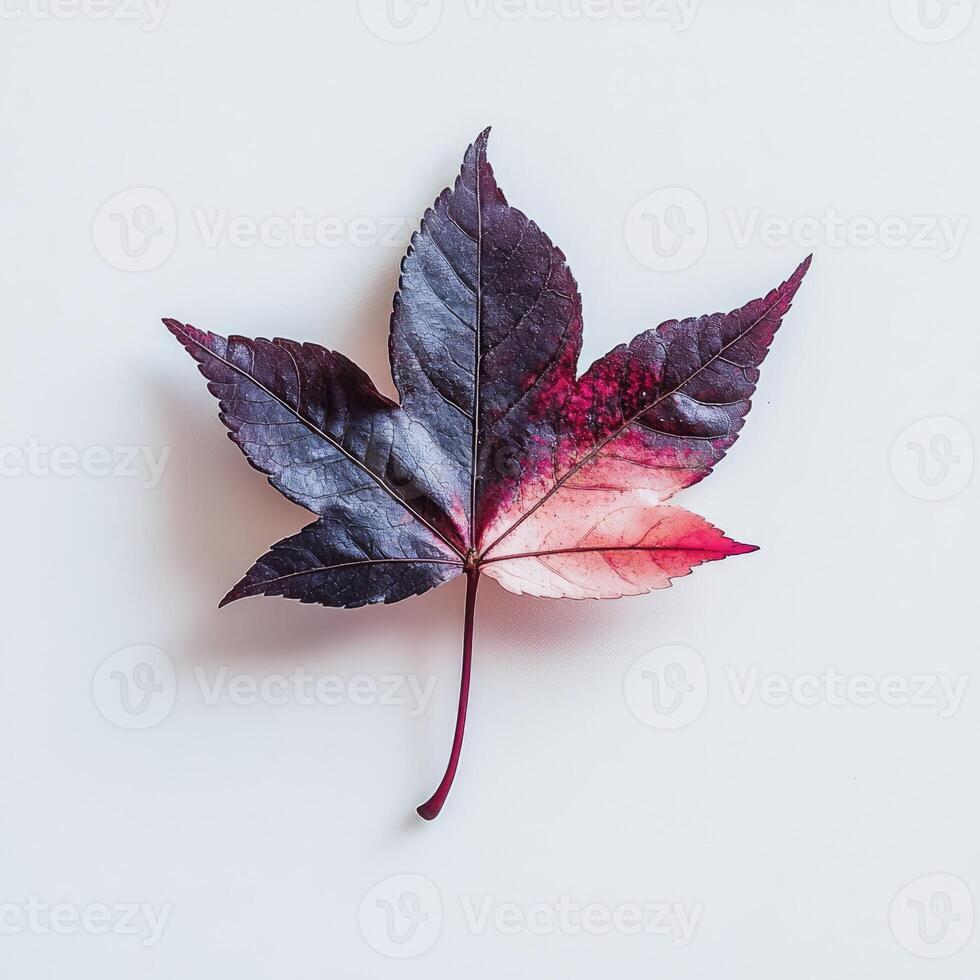 A leaf with a purple and pink color photo