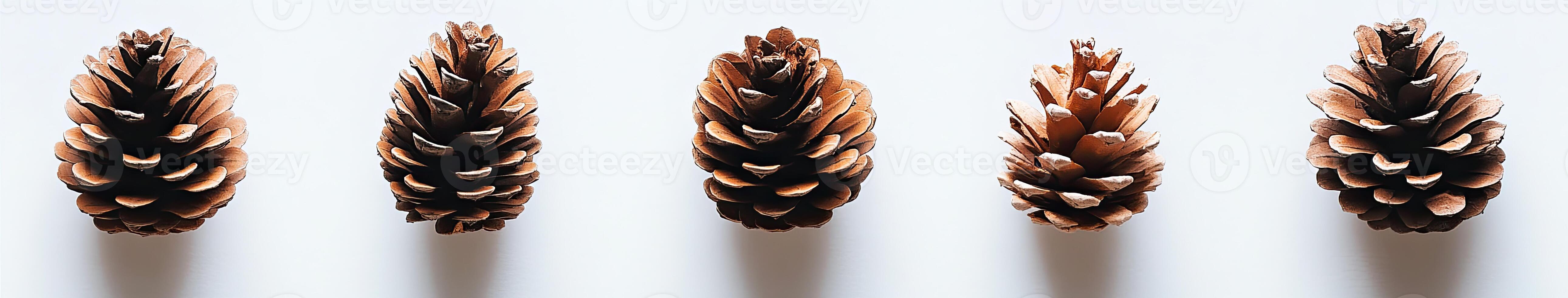 Four Pinecones on White Background photo