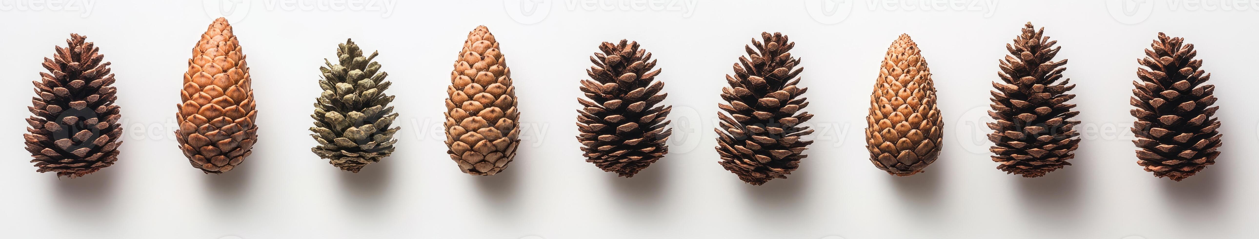 Assorted Pine Cones in a Row photo