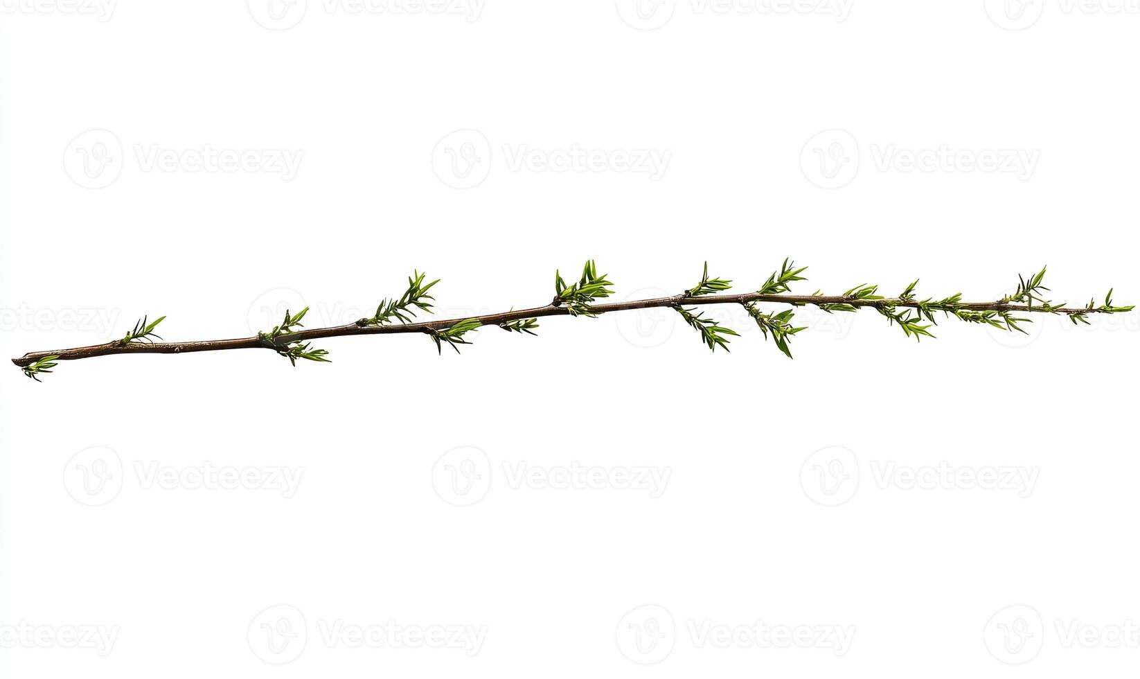 A slender branch with new spring growth photo