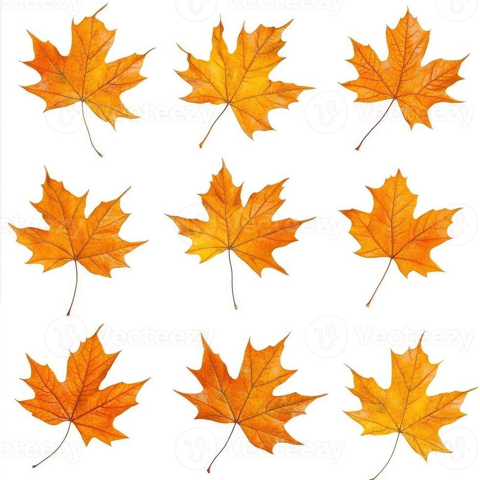 Autumn Maple Leaves photo