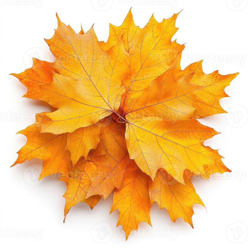 Autumnal maple leaves clustered together photo