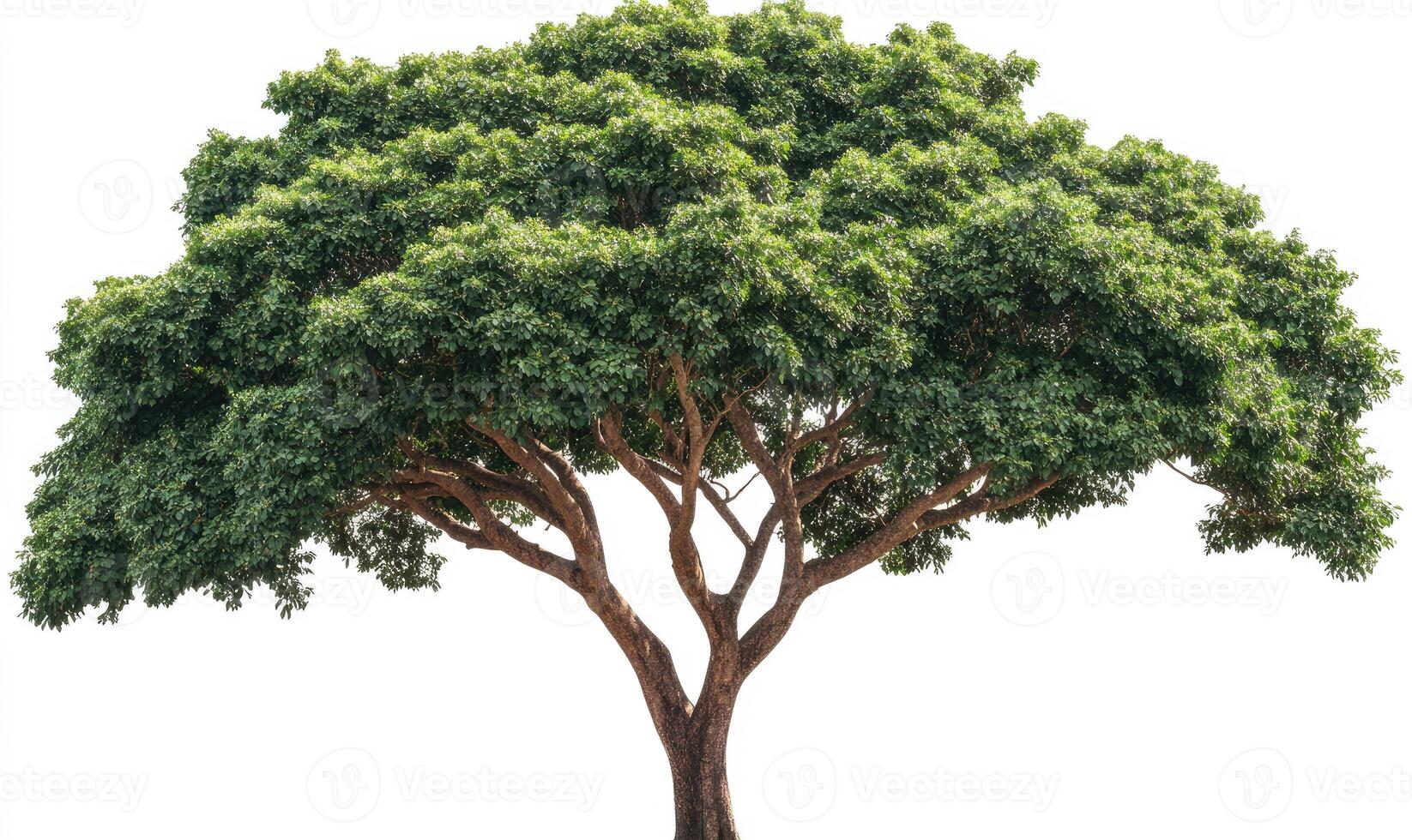 Lush green tree against white background photo
