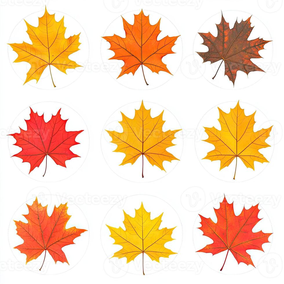 Colorful autumn leaves in circles photo