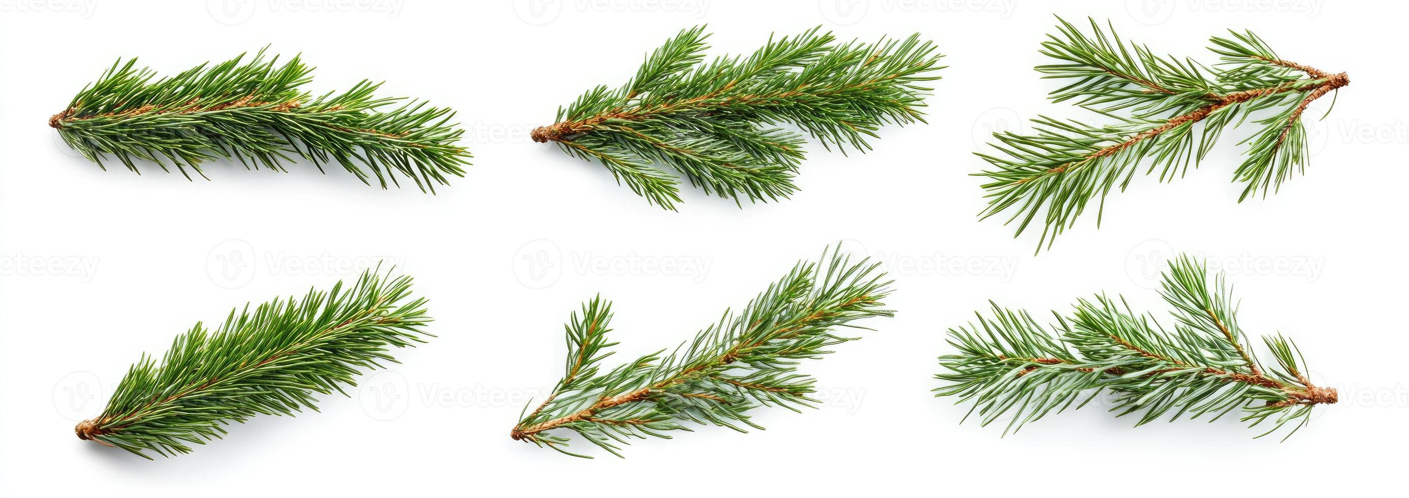 Fresh Evergreen Branches photo