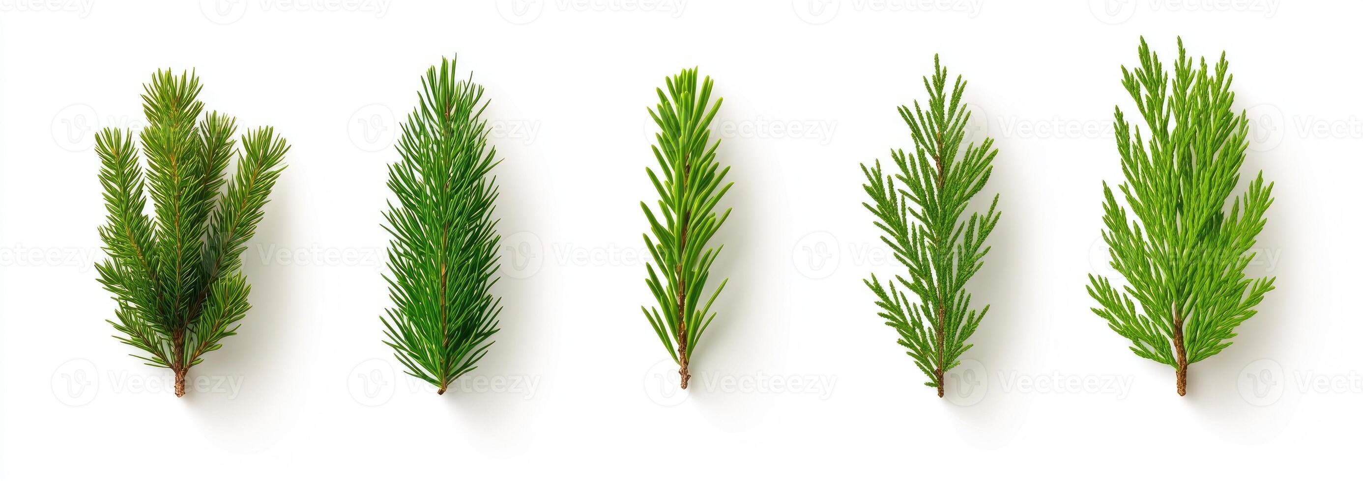 Christmas Tree Branches photo