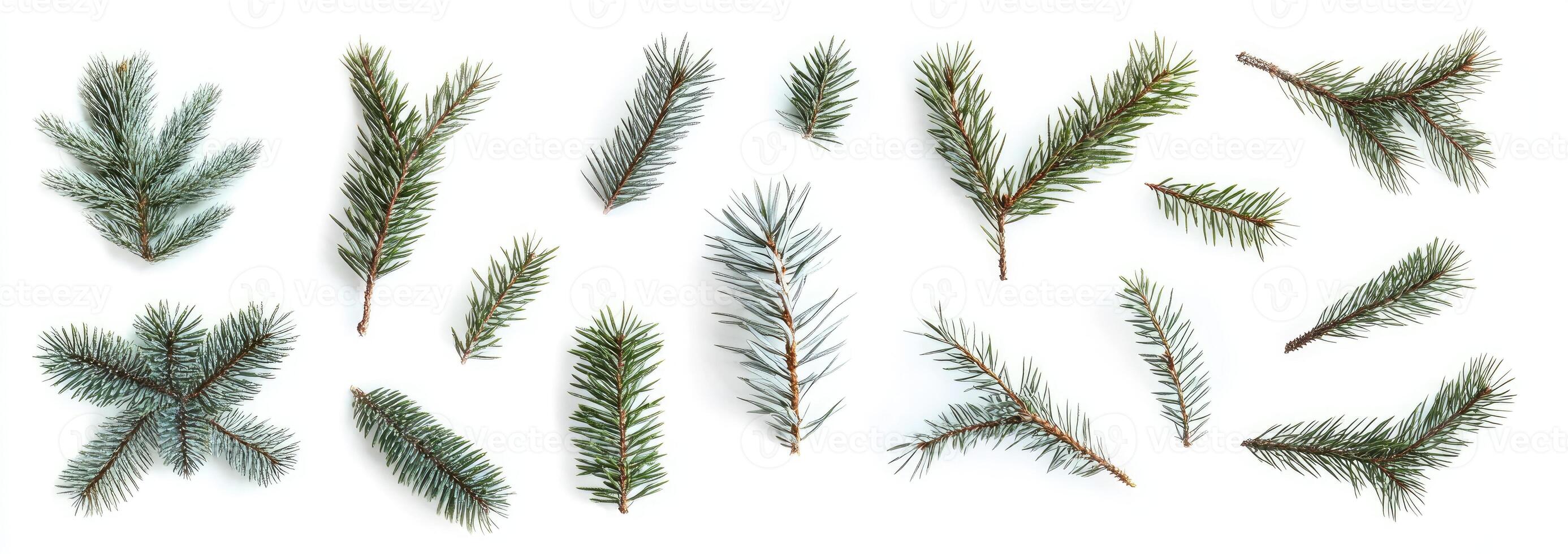Festive Fir Branches photo