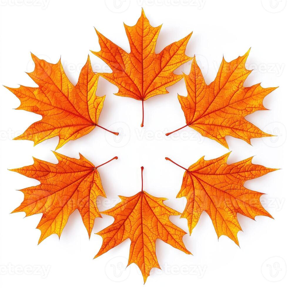 Autumn leaves in a circular pattern photo