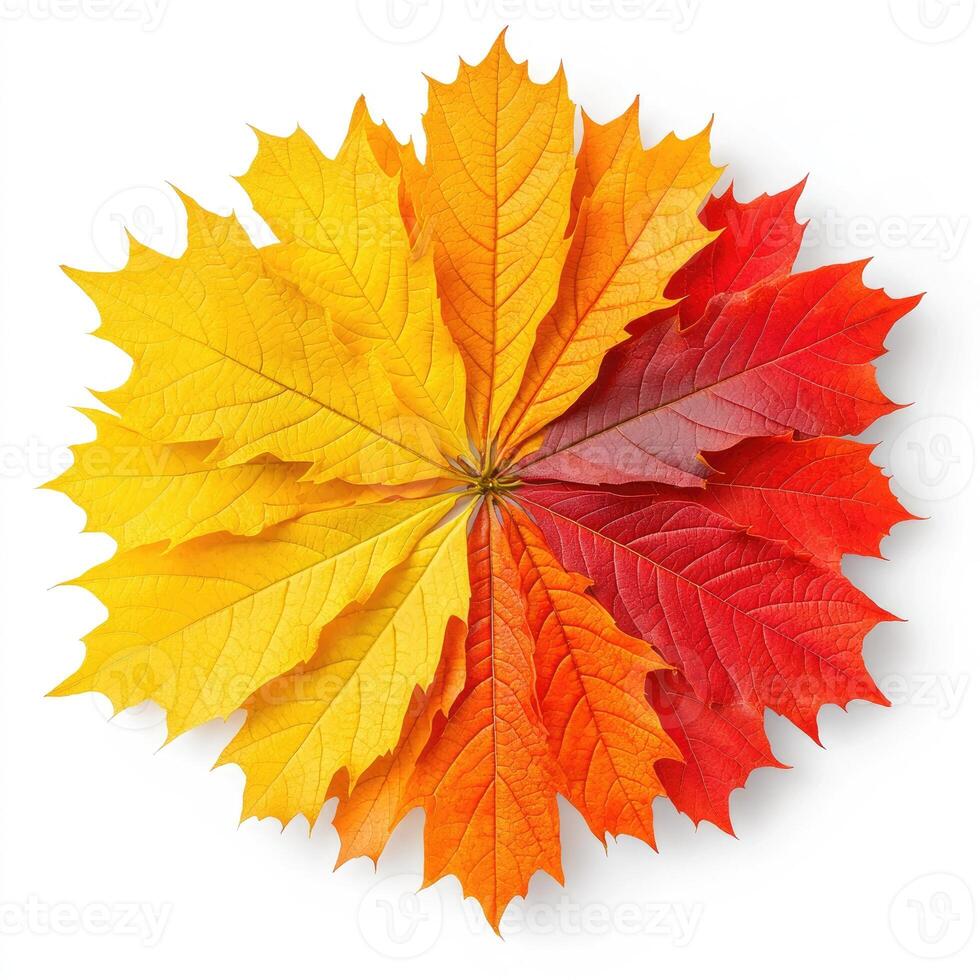 Autumnal gradient leaves arranged in a circle photo