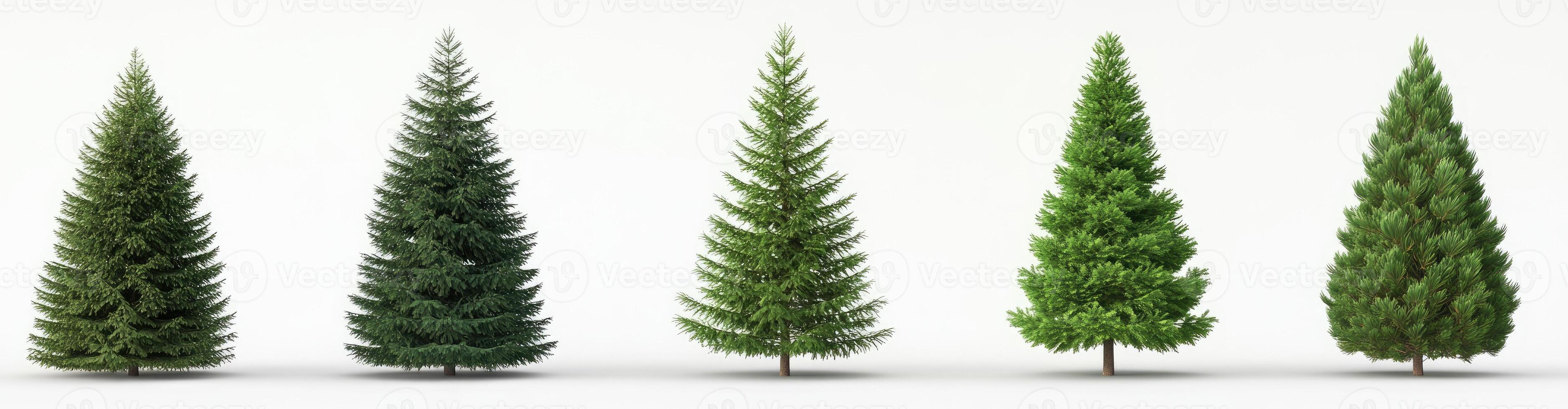 Four Conifer Trees in Varying Sizes photo