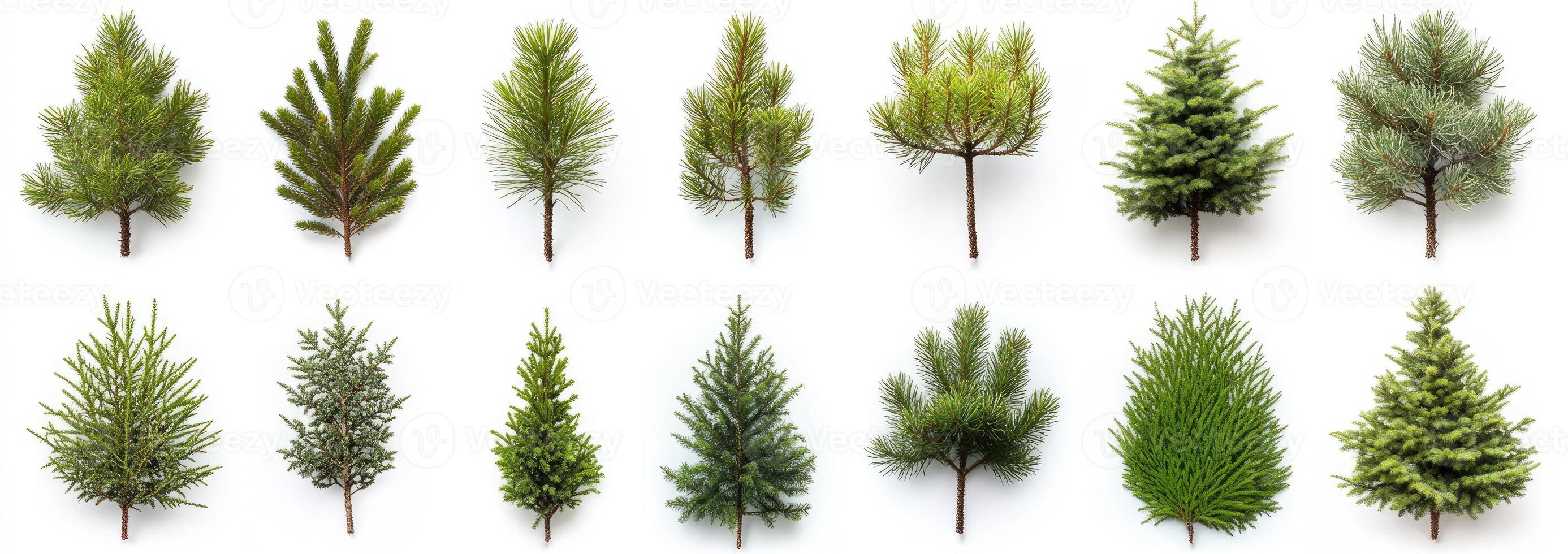 Variety of Conifer Trees photo