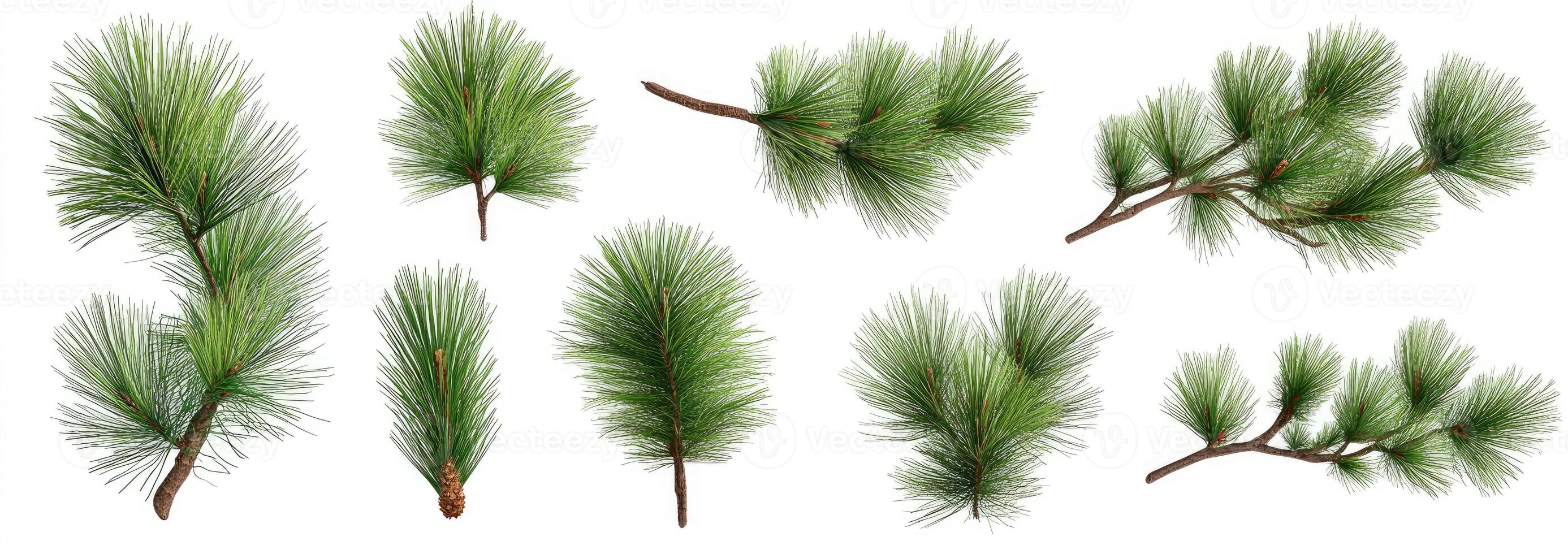 A set of pine branches on a white background photo