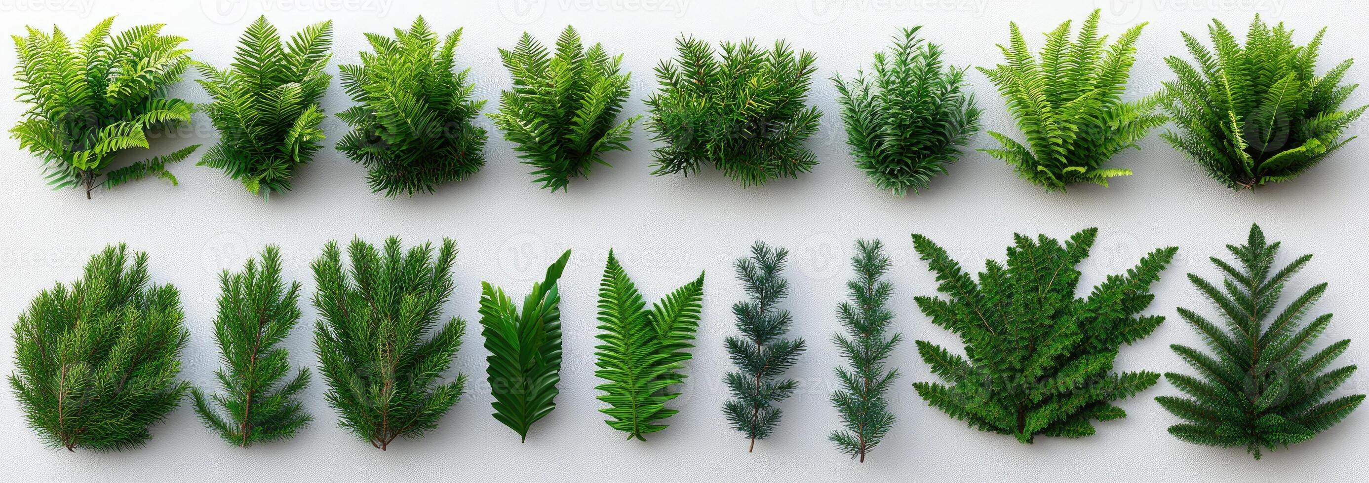 Assorted greenery sprigs and leaves photo