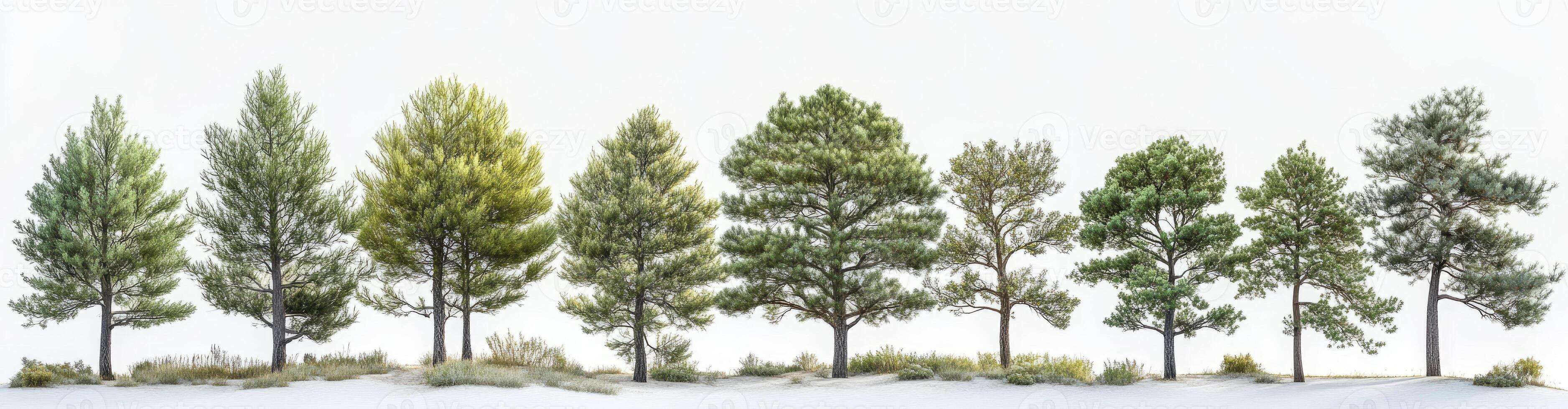 Row of Coniferous Trees Against a White Background photo