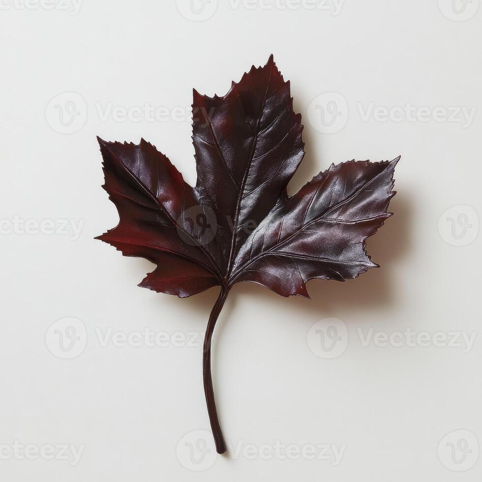 Deep burgundy maple leaf, isolated on white background. Detailed, textured, single leaf photo