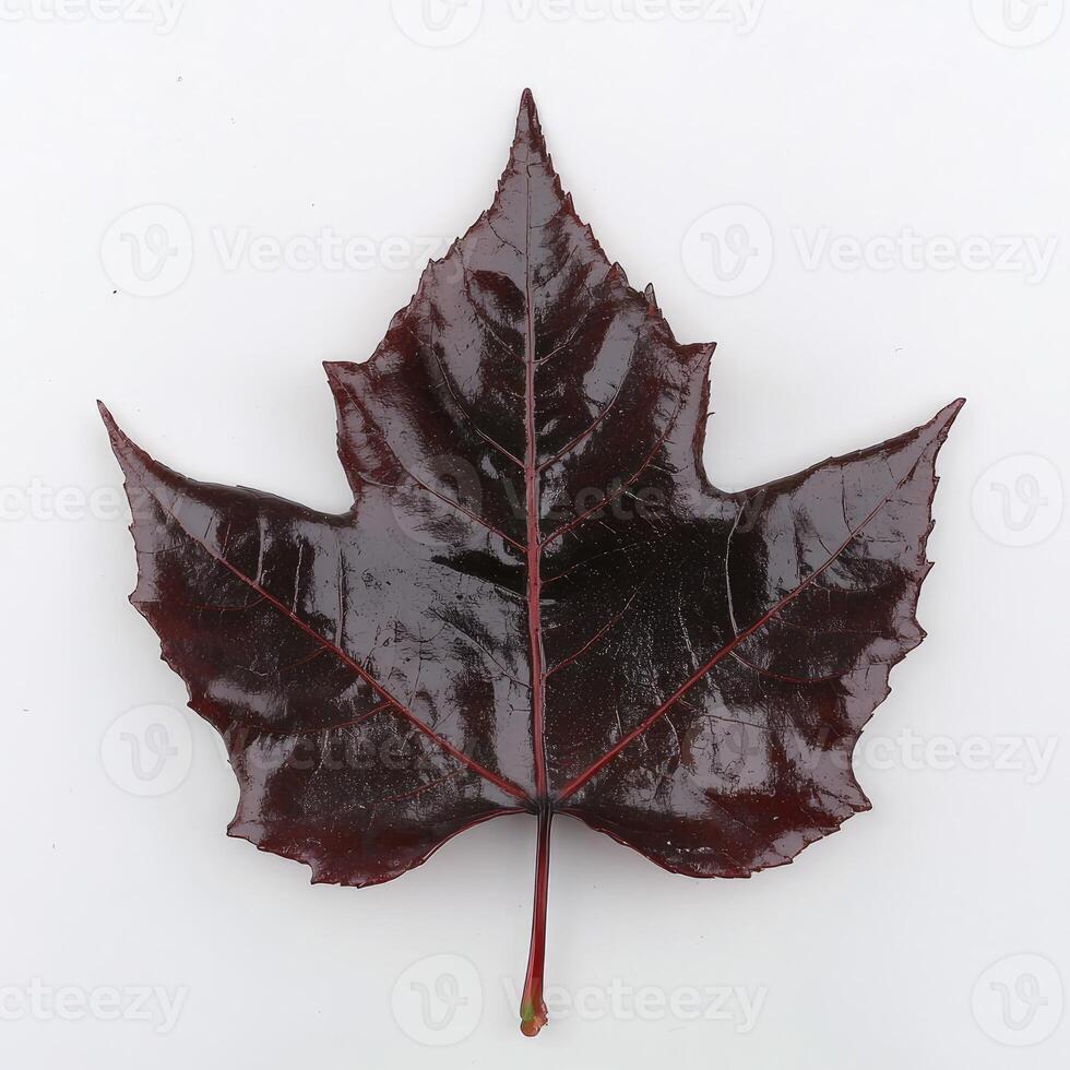 A dark red maple leaf on a white background photo