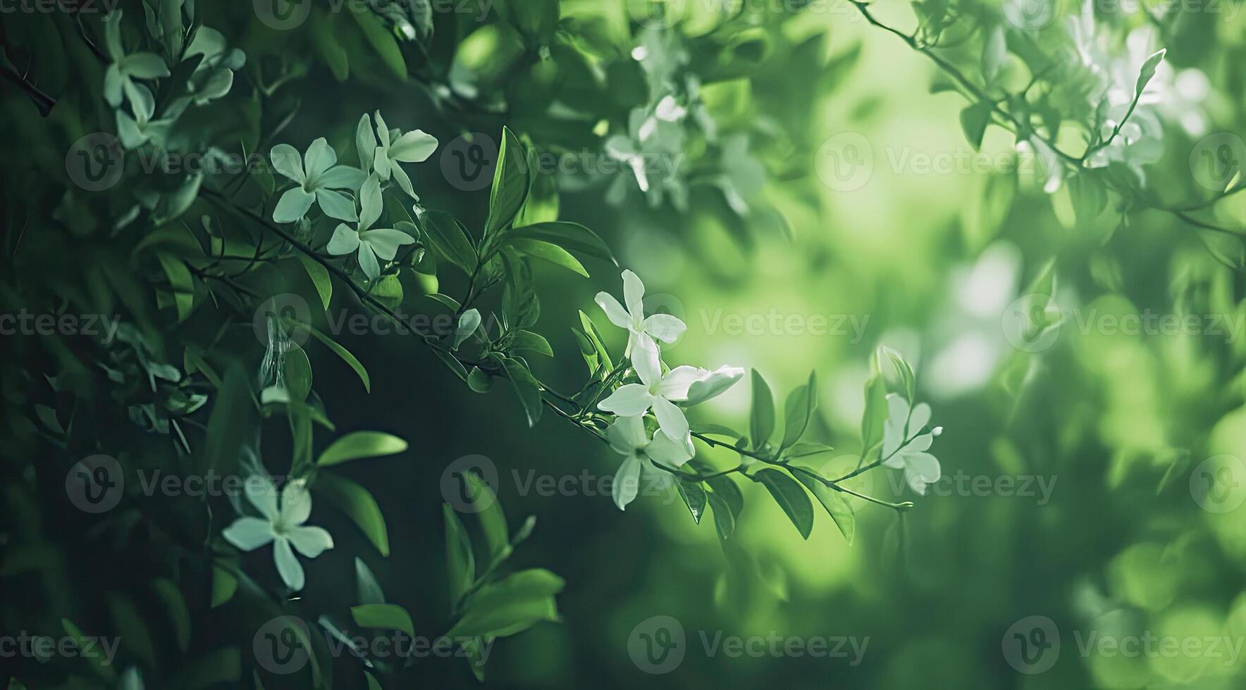 Delicate white flowers in lush greenery. Soft sunlight filters through leaves photo