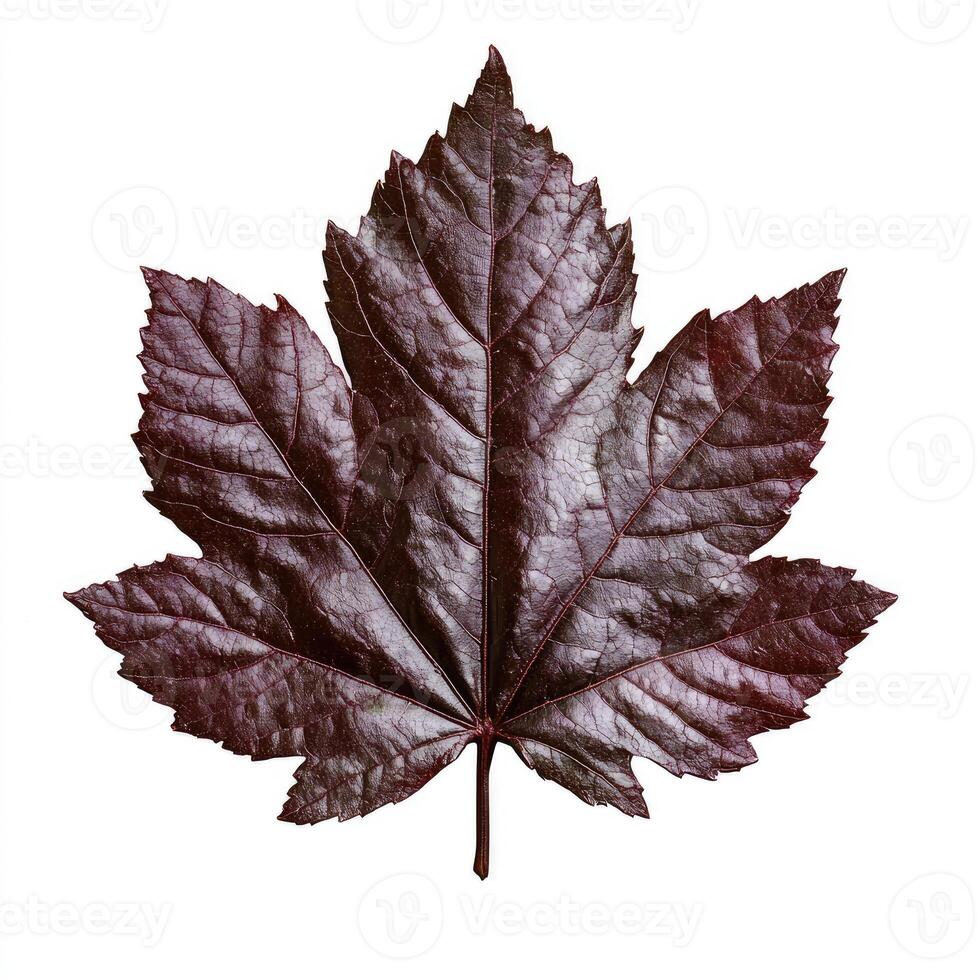 A dark purple maple leaf on a white background photo