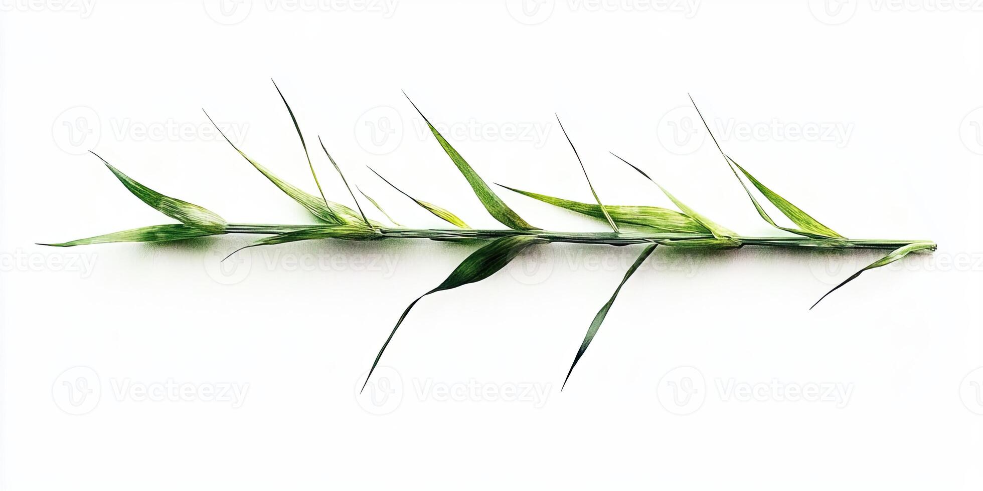 A Sprig of Green Grass photo