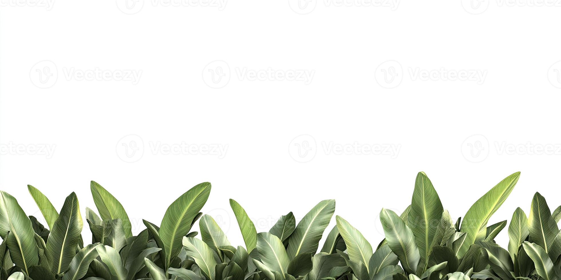 Lush Tropical Foliage Border photo