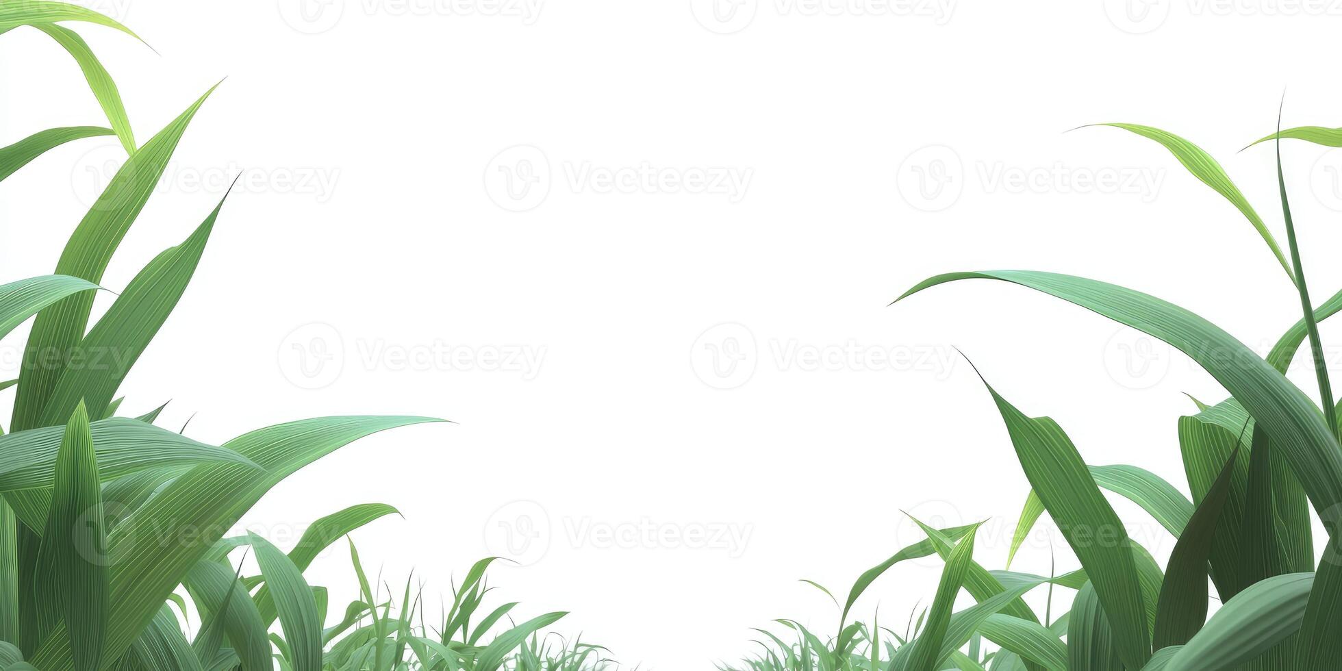 Corn field with grass and sky photo