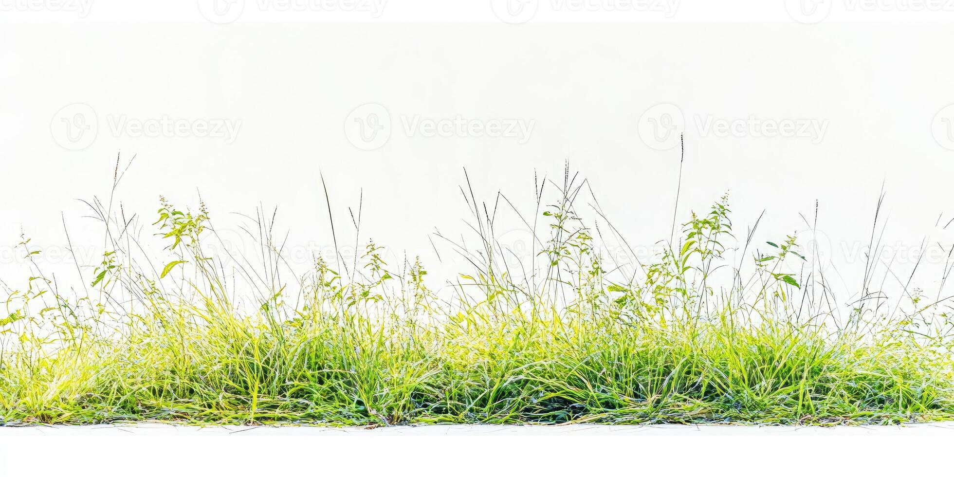 A grassy field with a white background photo