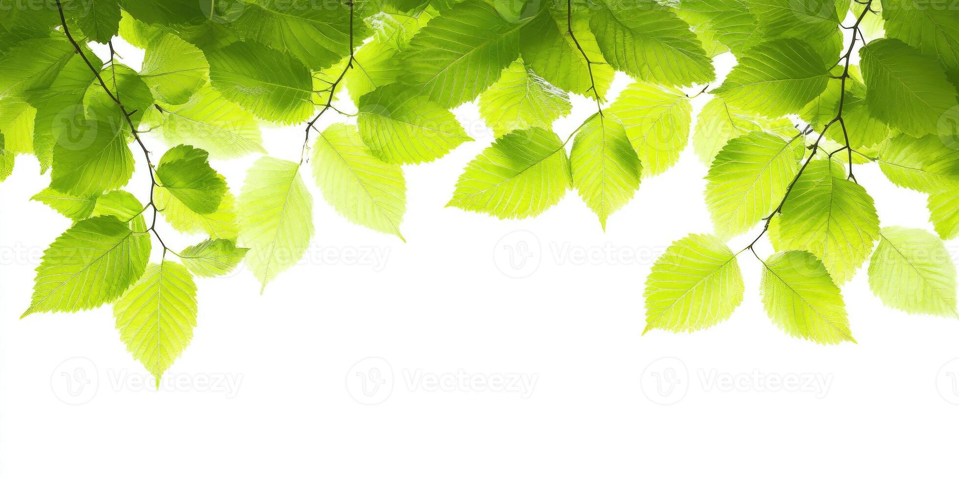 Lush Green Leaves photo