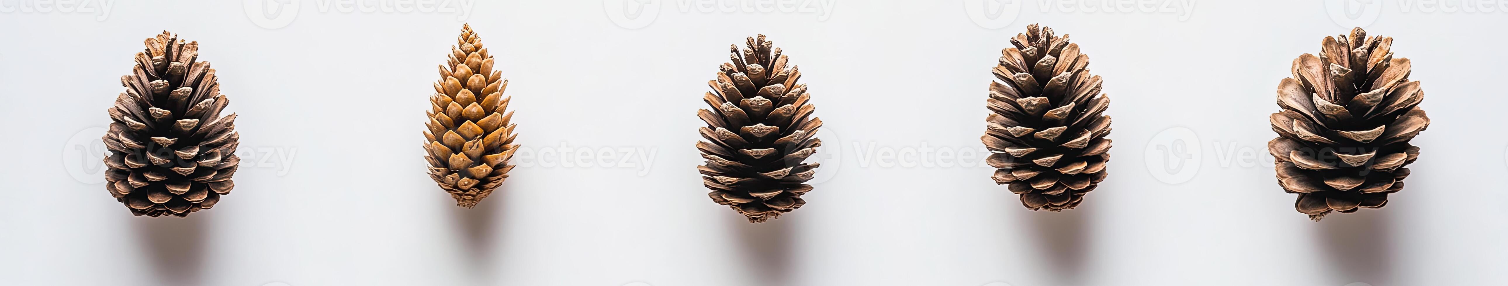 Pine Cone Stages photo