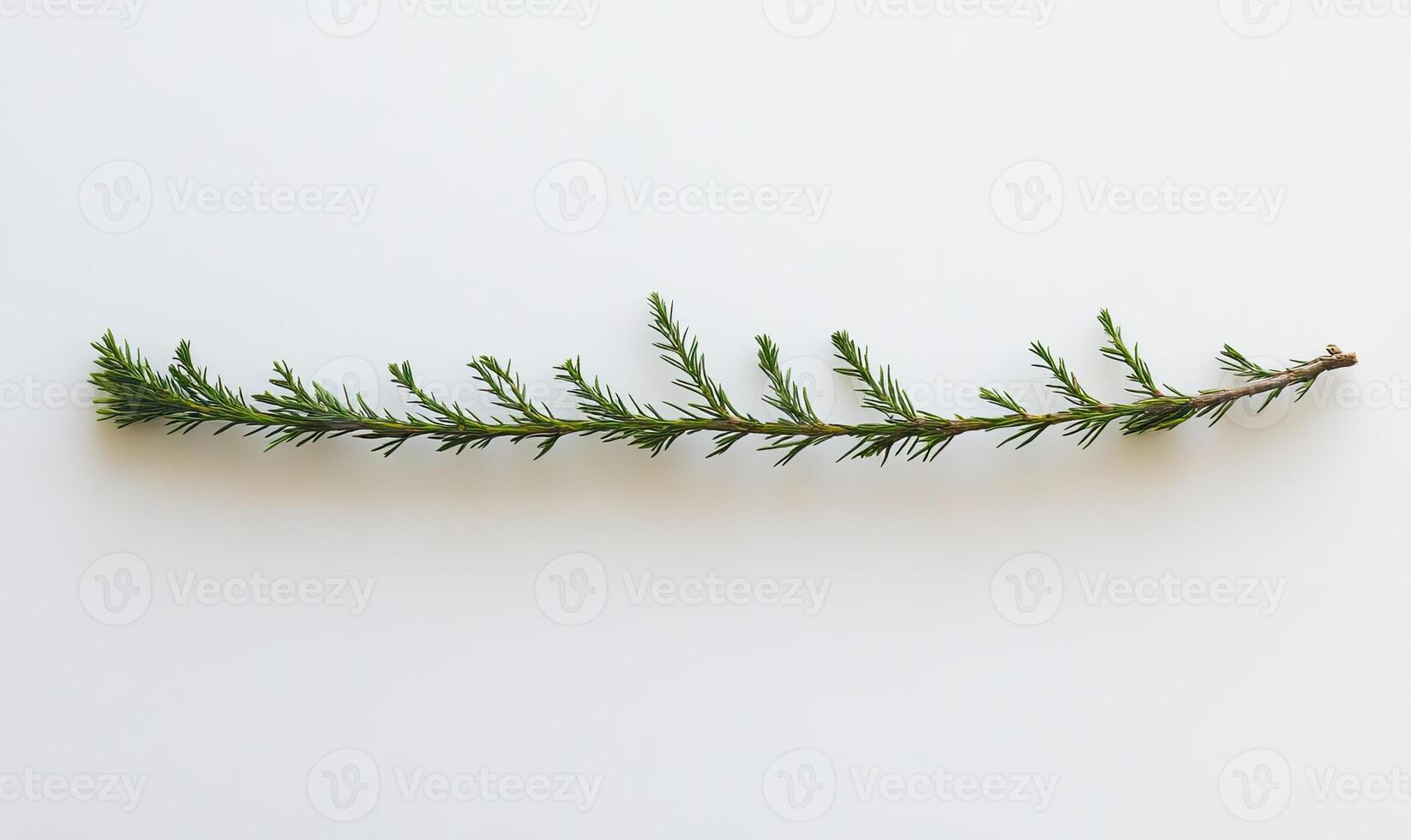 A slender branch with tiny, needle-like leaves photo