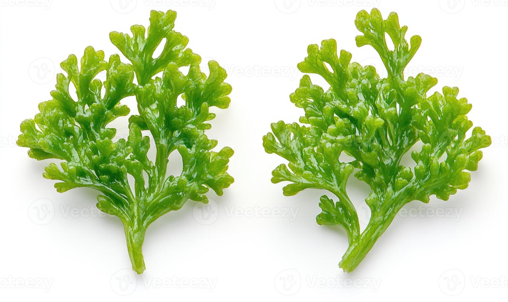 Two bright green leafy sprigs photo