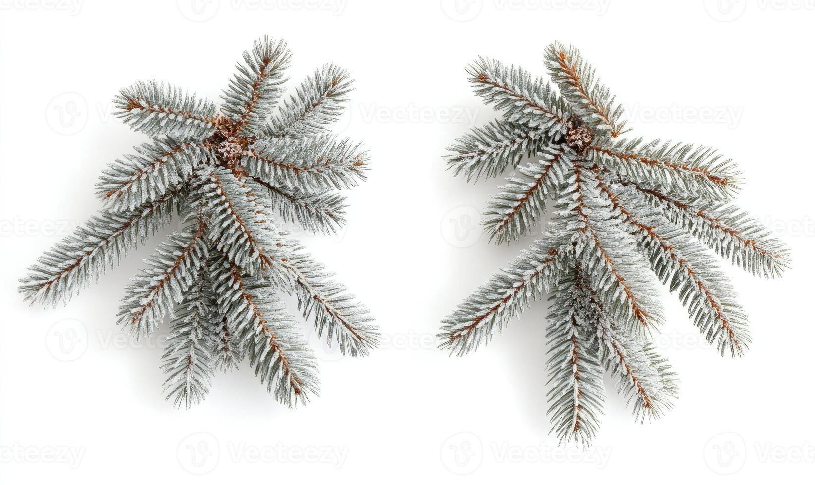 Two frosted sprigs of pine photo